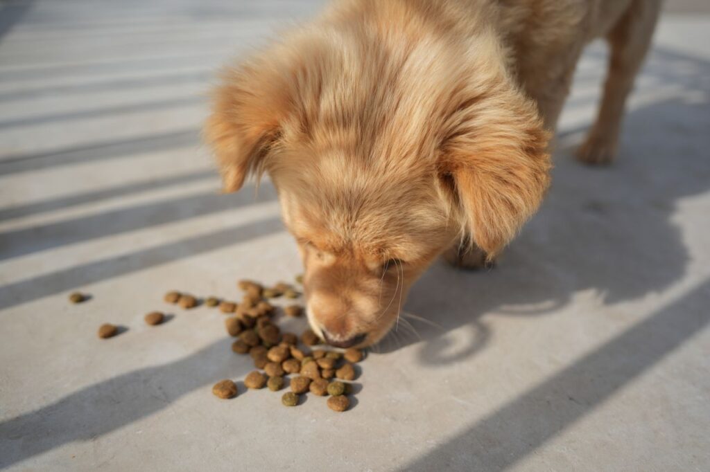 Happy-Dog-kutyatap_pic3